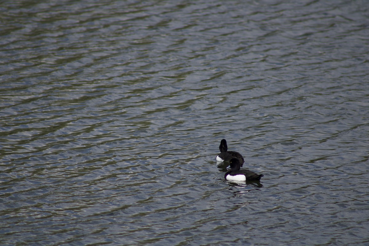 Tufted Duck - ML328280221