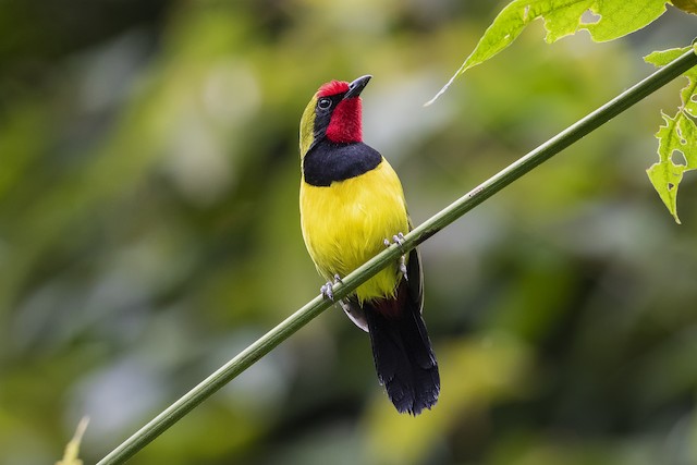 Doherty's Bushshrike - eBird