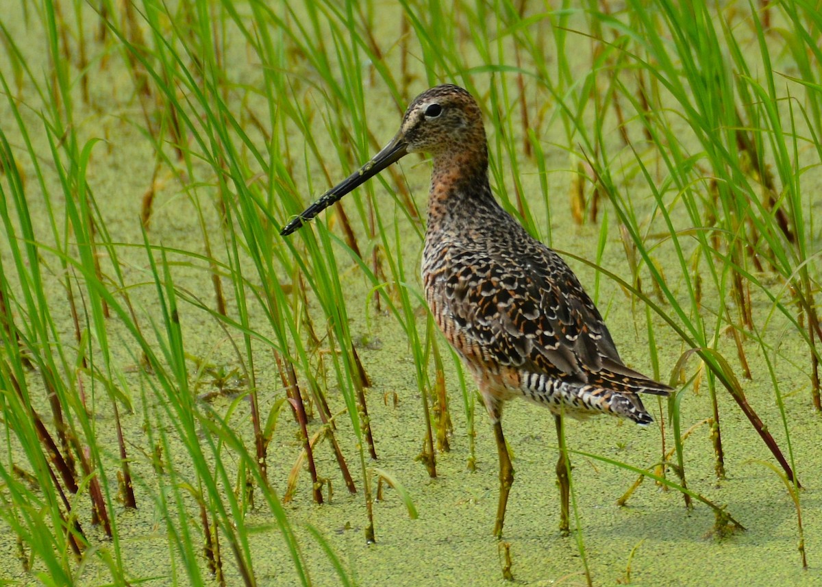 Long-billed Dowitcher - ML328295481