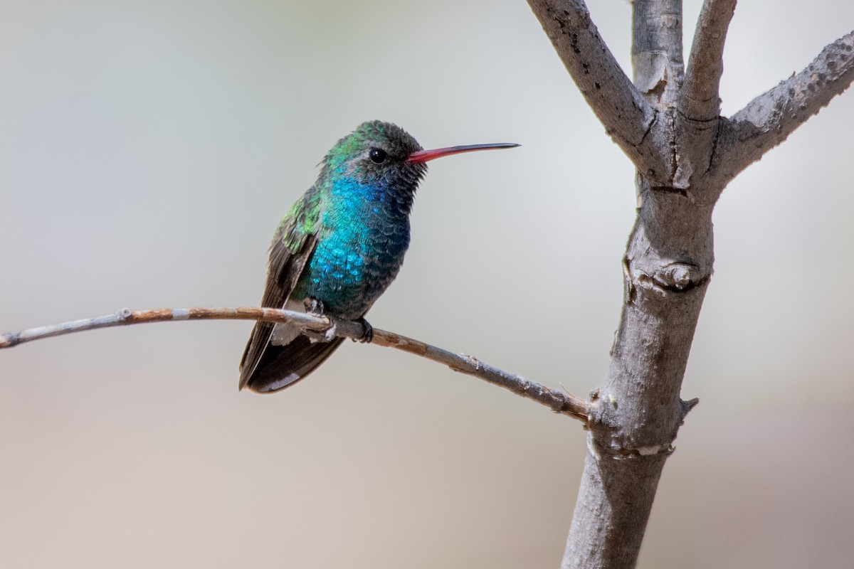 Broad-billed Hummingbird - David Ornellas