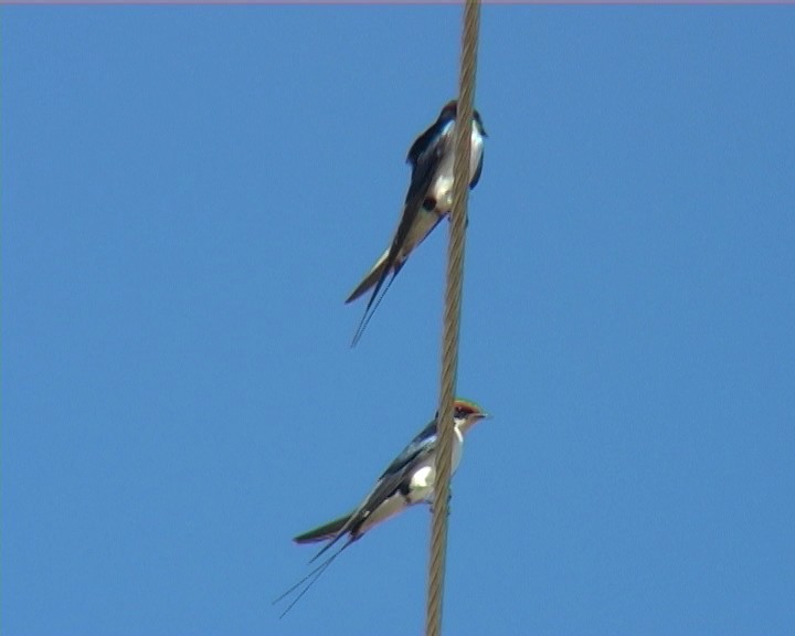 Wire-tailed Swallow - ML328296831