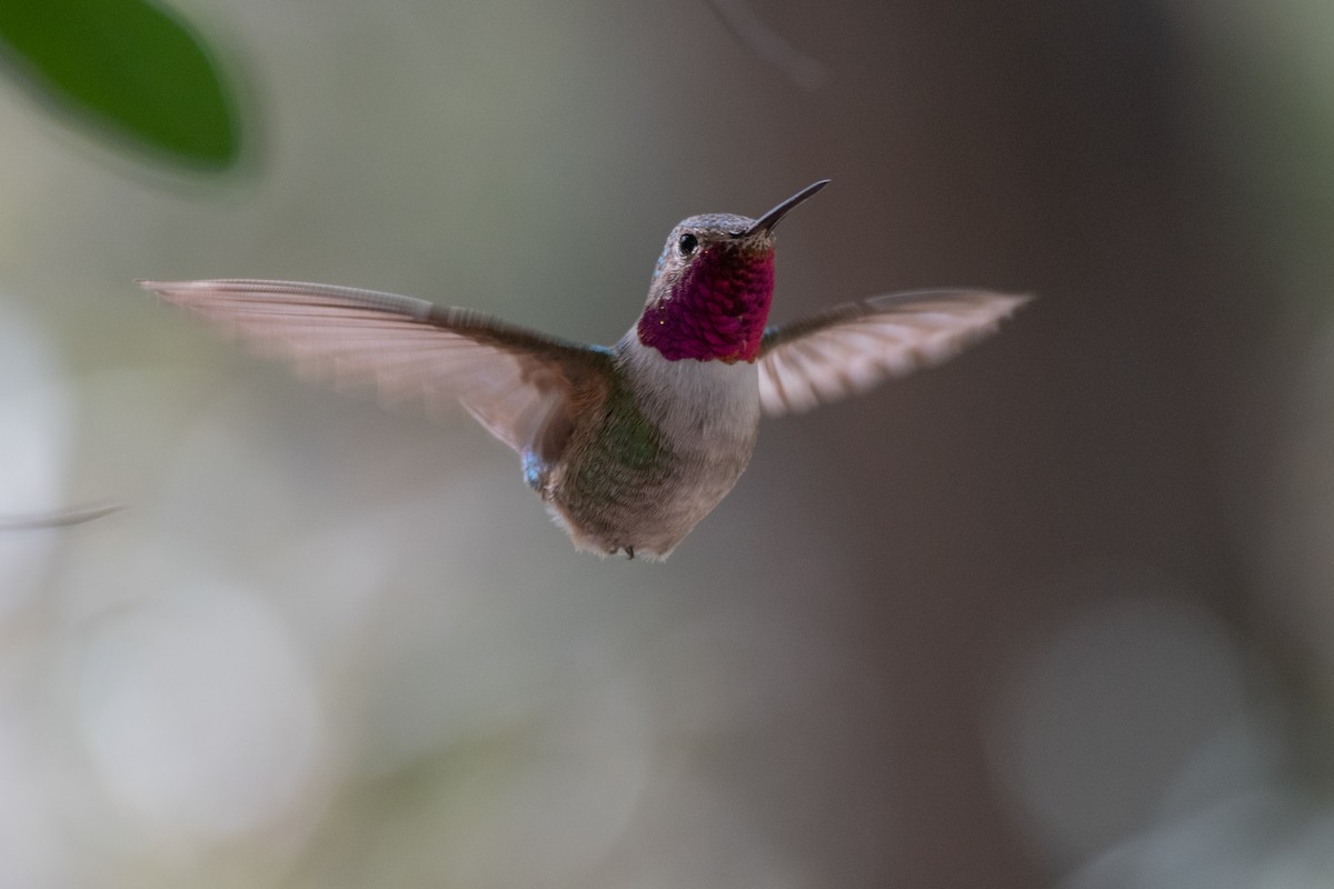 Broad-tailed Hummingbird - David Ornellas