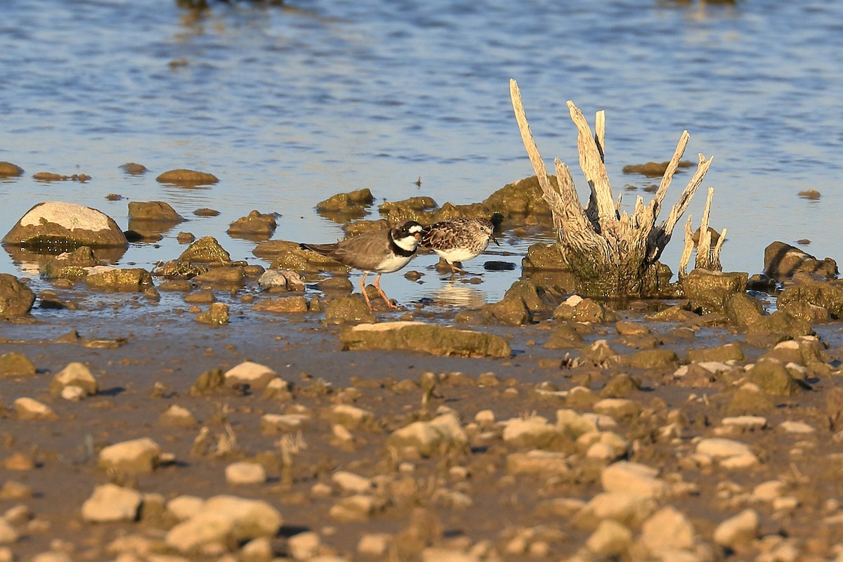 Semipalmated Plover - ML328298771