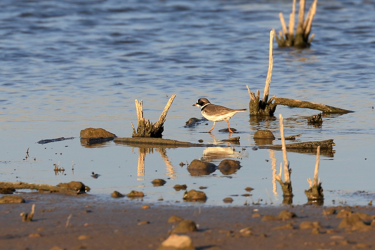 Semipalmated Plover - ML328298781