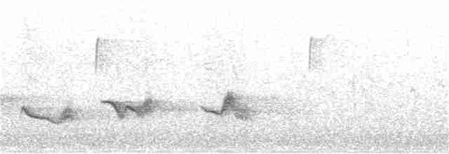 Чернокрылая пиранга - ML328302431