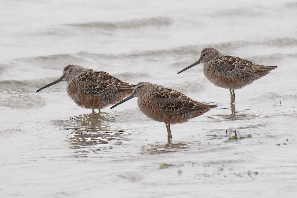 Long-billed Dowitcher - ML328312981