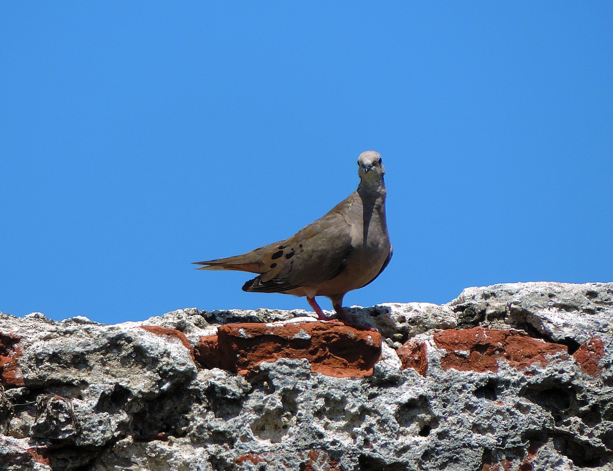 Plain-breasted Ground Dove - Christian  Araos