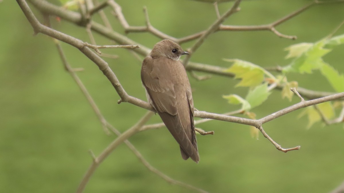 Northern Rough-winged Swallow - ML328317161