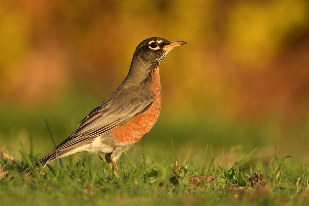 コマツグミ Migratorius グループ Ebird