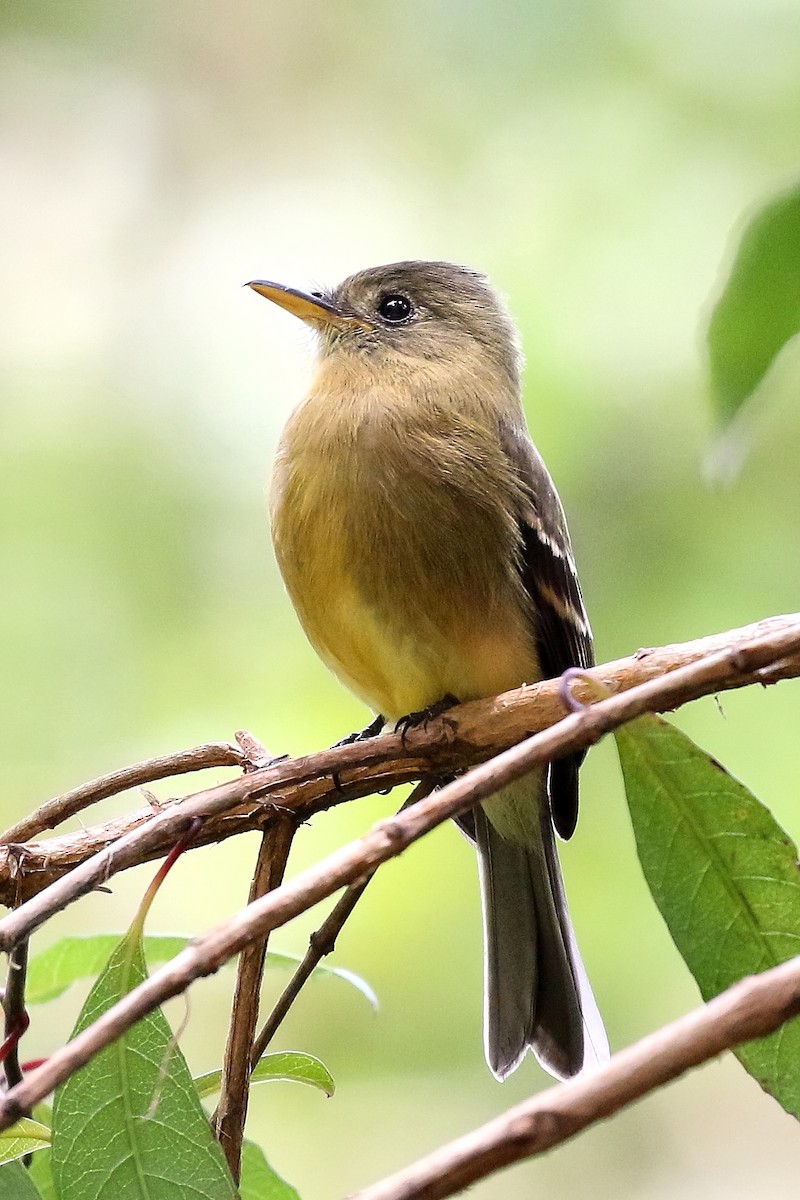 Ochraceous Pewee - ML328321171
