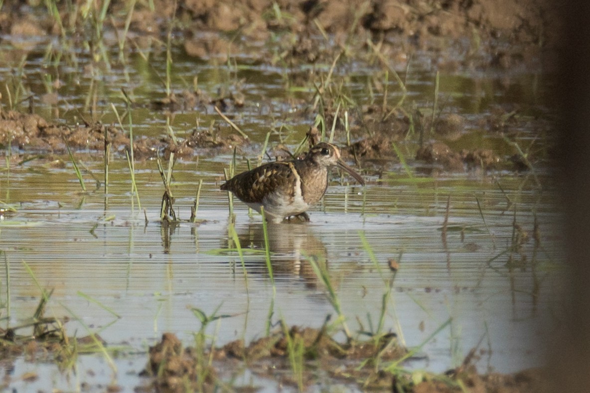 Greater Painted-Snipe - ML328322861