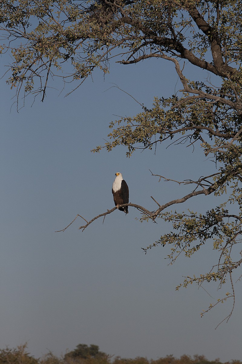African Fish-Eagle - Amy Henrici