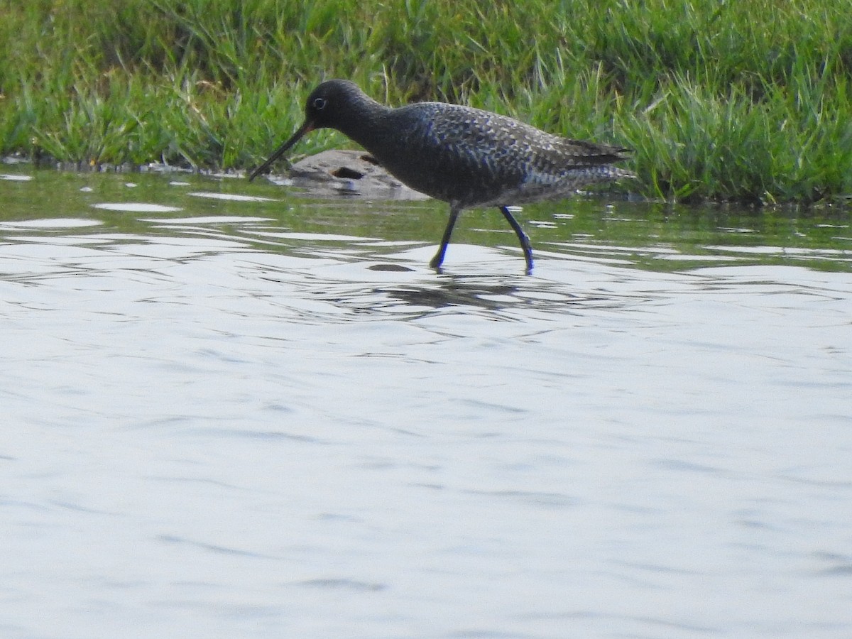 Spotted Redshank - ML328324971