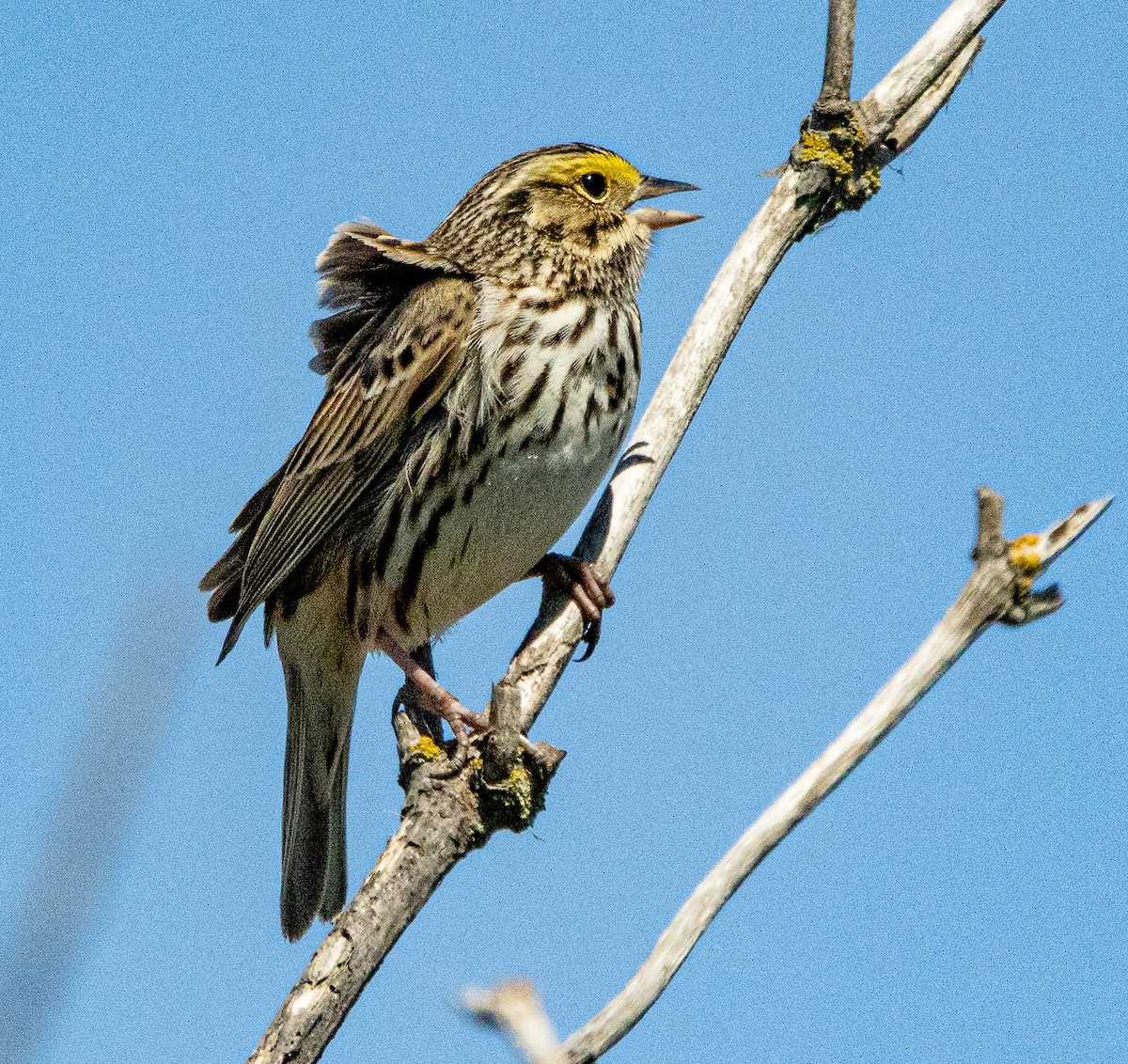 Savannah Sparrow - ML328325041