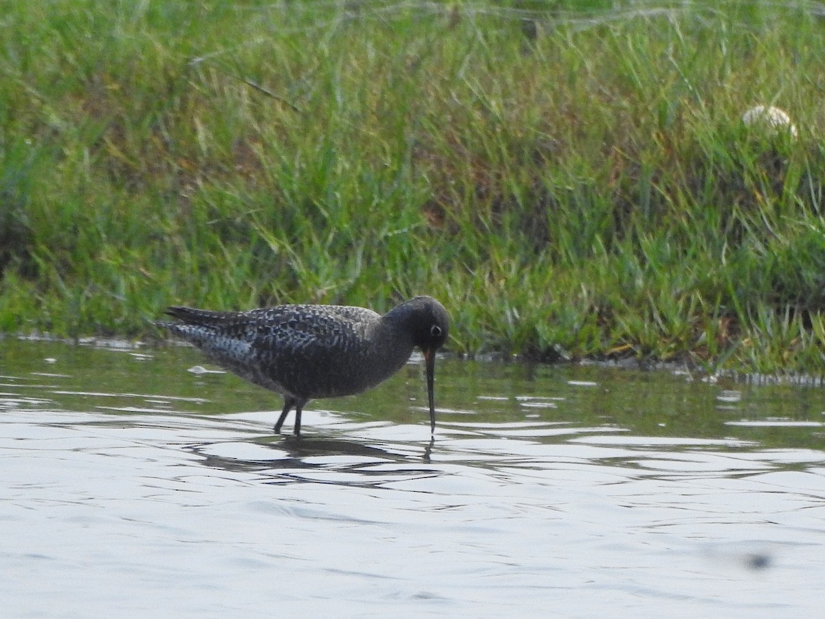 Spotted Redshank - ML328325081