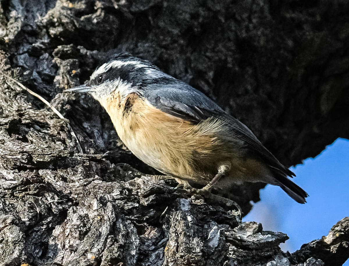 Red-breasted Nuthatch - ML328325261