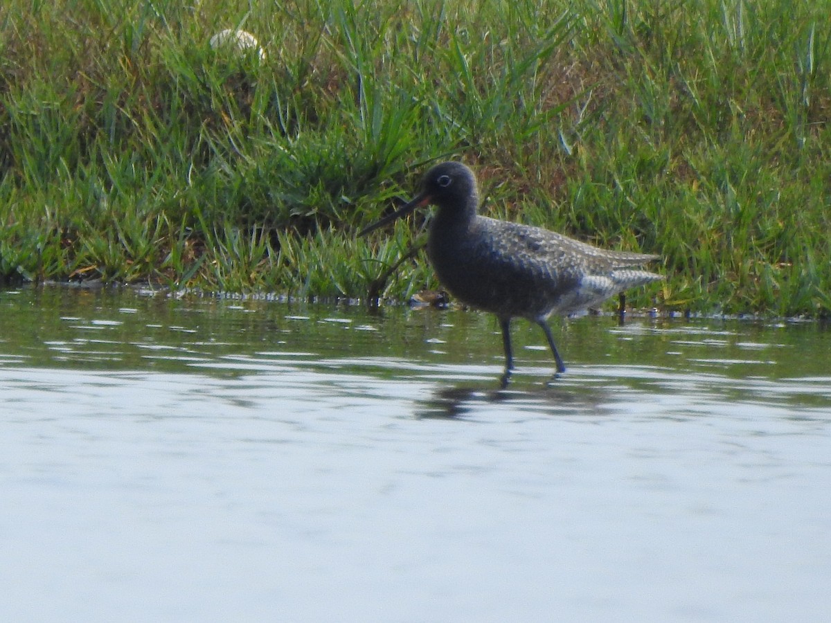 Spotted Redshank - ML328327151