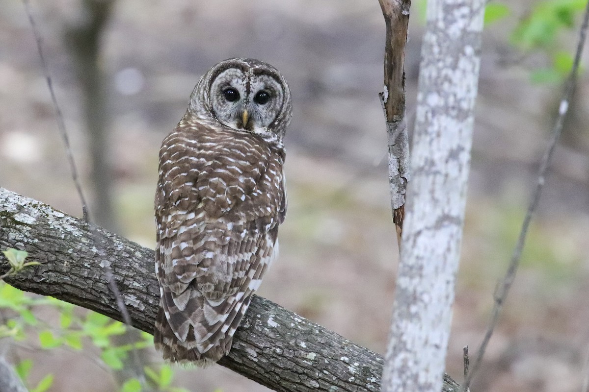 Barred Owl ML328329821