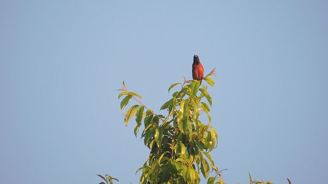 Orchard Oriole - ML328343771