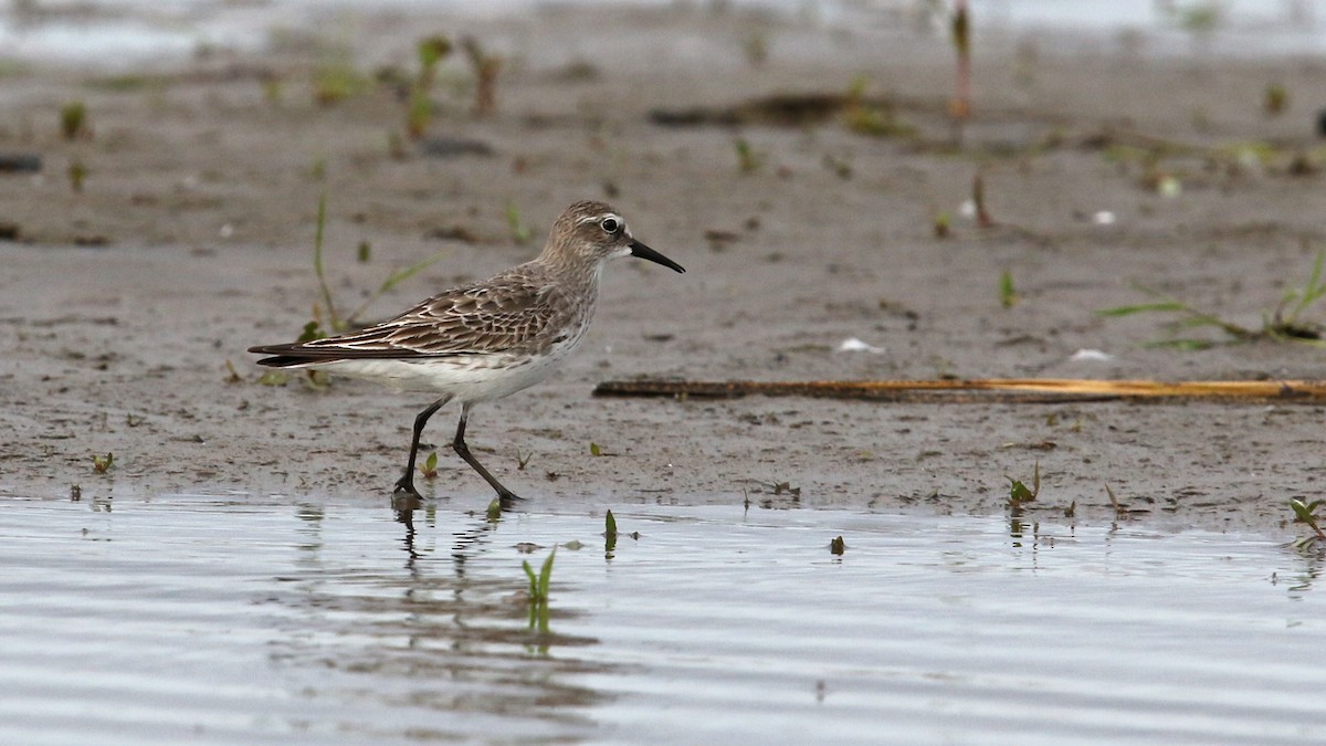 White-rumped Sandpiper - ML32834401