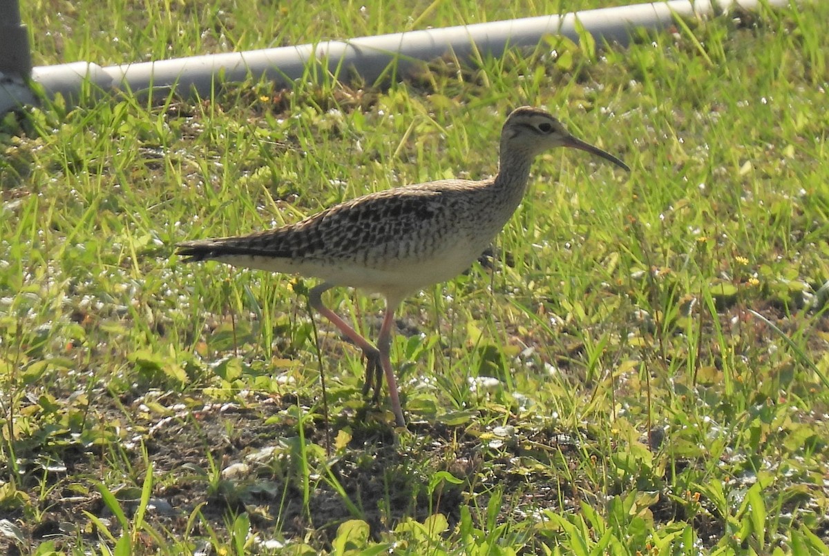 Little Curlew - ML328345141