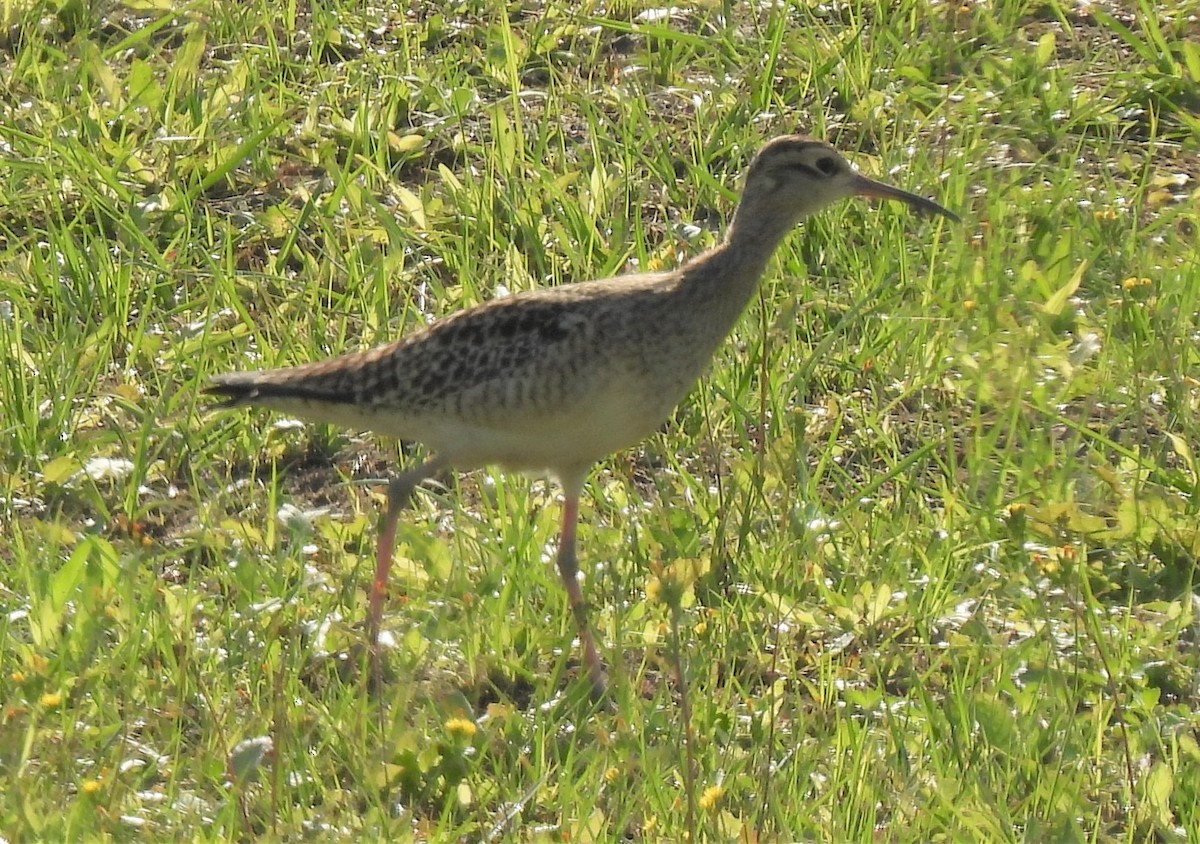 Little Curlew - ML328345231