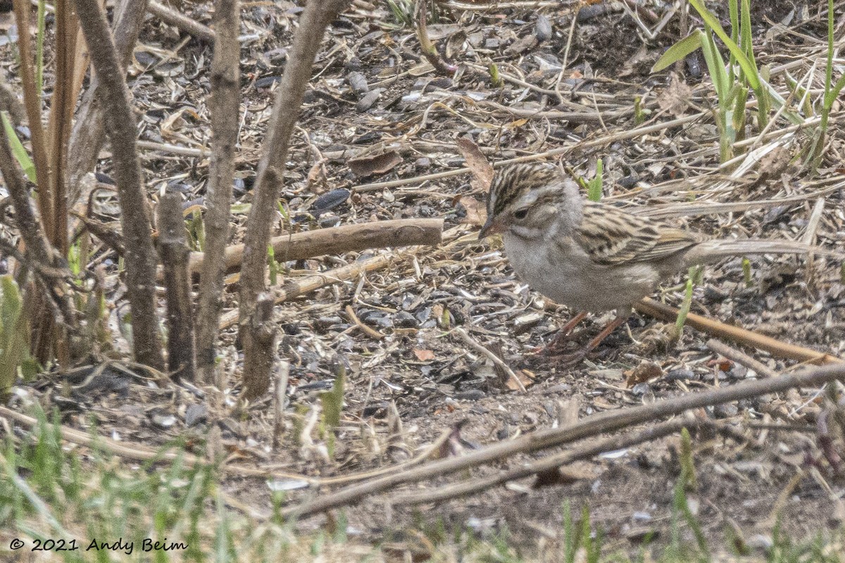 Clay-colored Sparrow - ML328347371