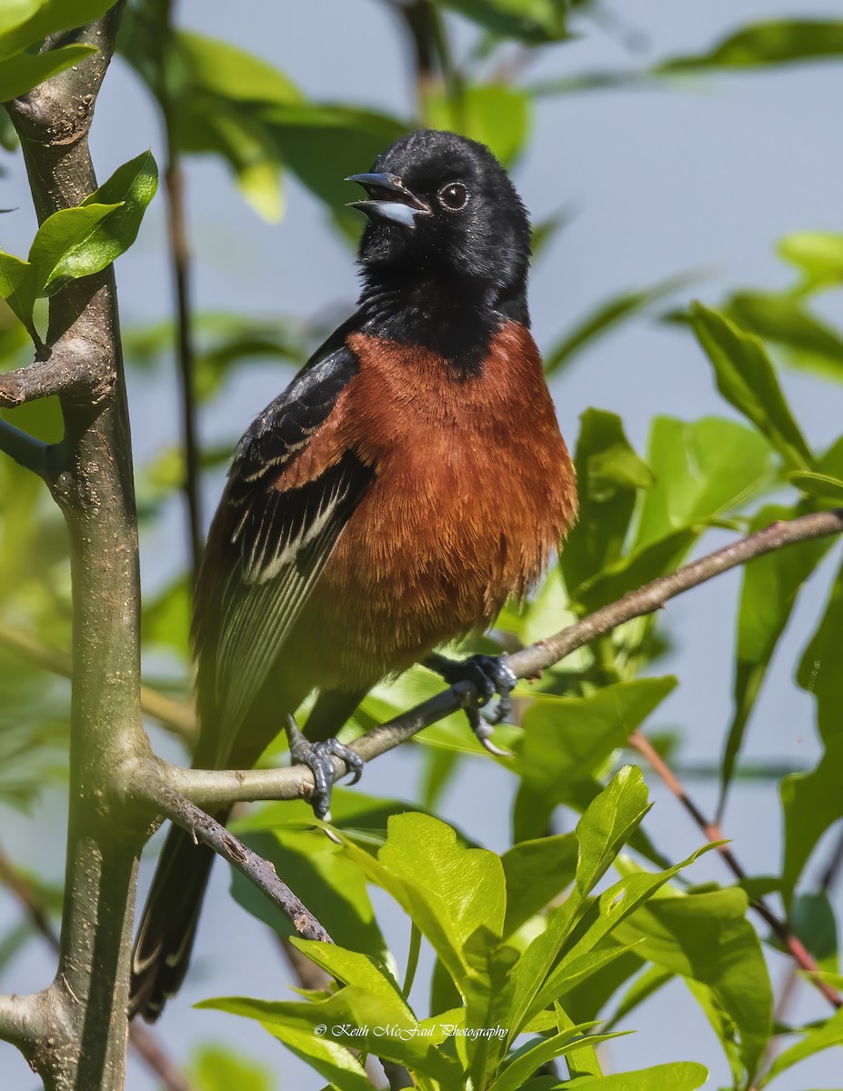 Orchard Oriole - ML328350211