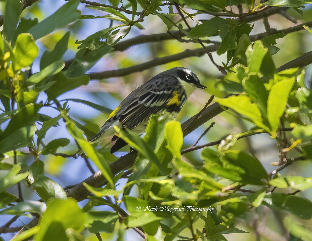 Yellow-rumped Warbler (Myrtle) - Keith McFaul