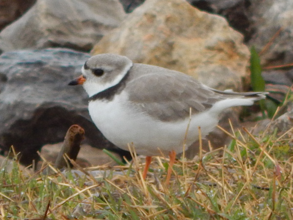 Piping Plover - ML328351521