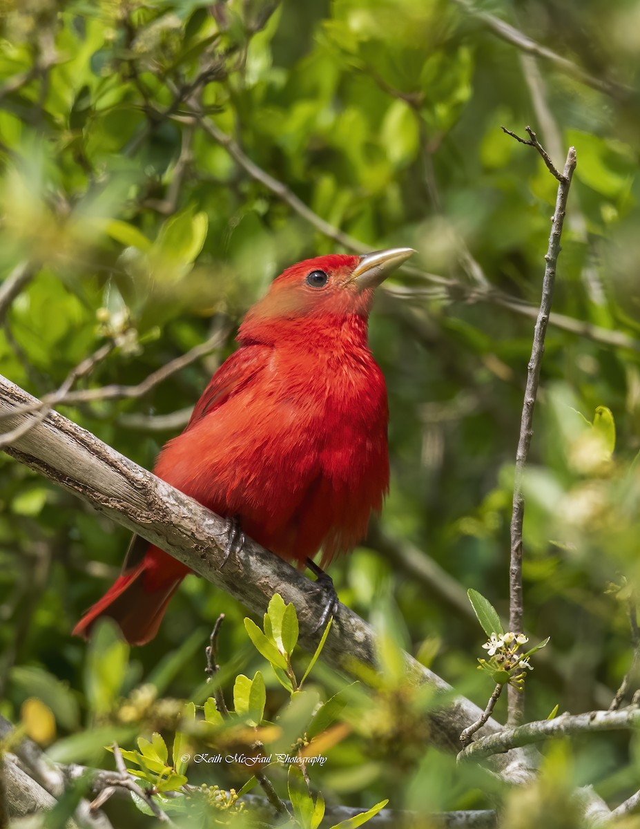 Summer Tanager - Keith McFaul