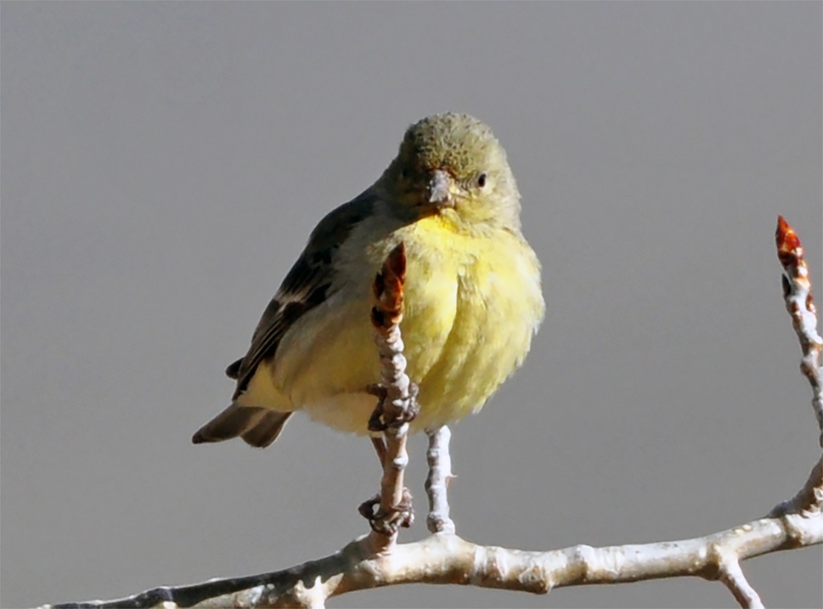 Lesser Goldfinch - Heather Lauer