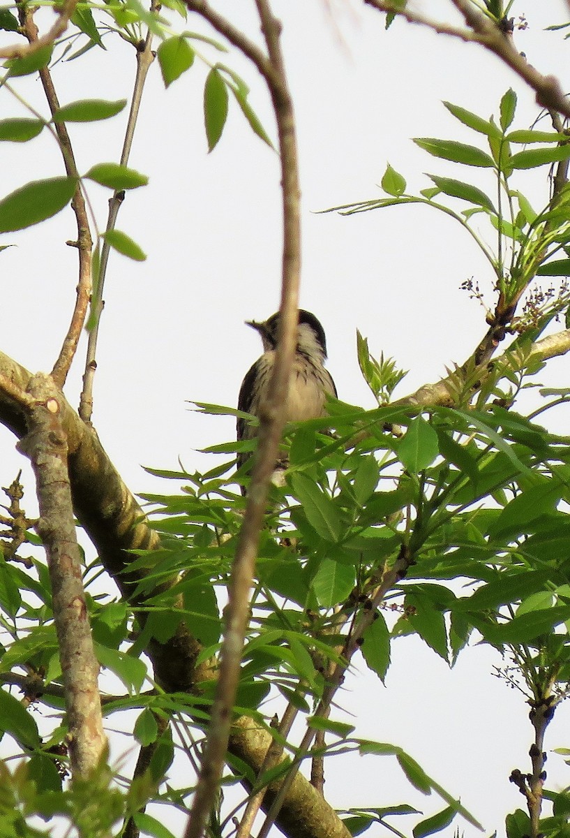 Lesser Spotted Woodpecker - Carmelo de Dios