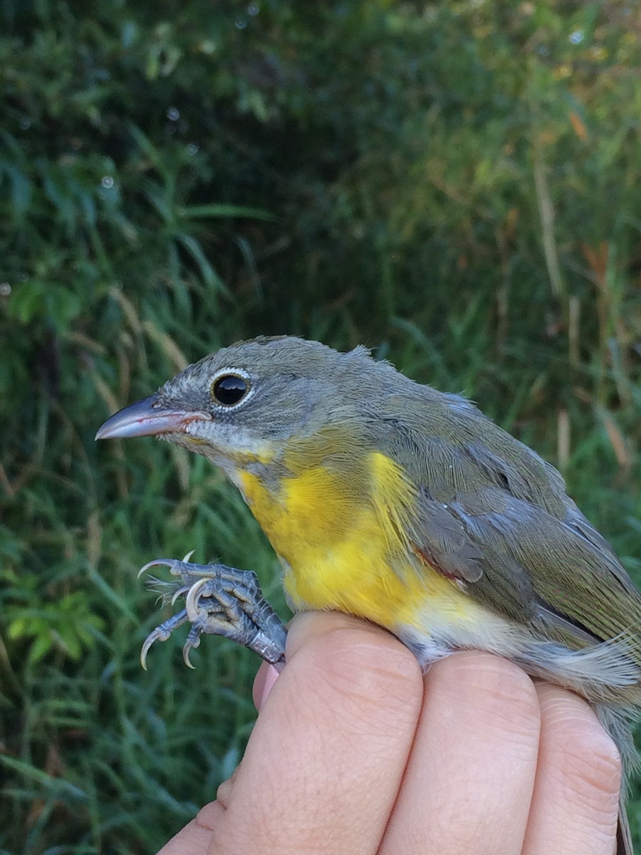 Yellow-breasted Chat - ML32835531