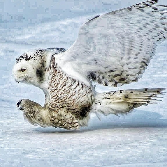 Snowy Owl - ML328355331