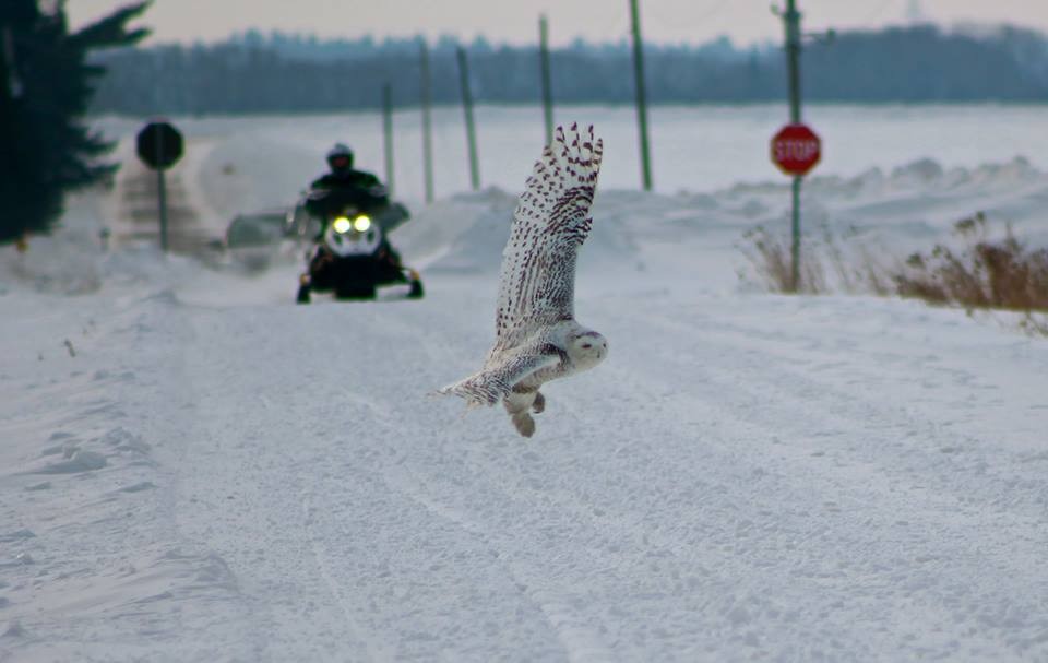 Snowy Owl - ML328356561