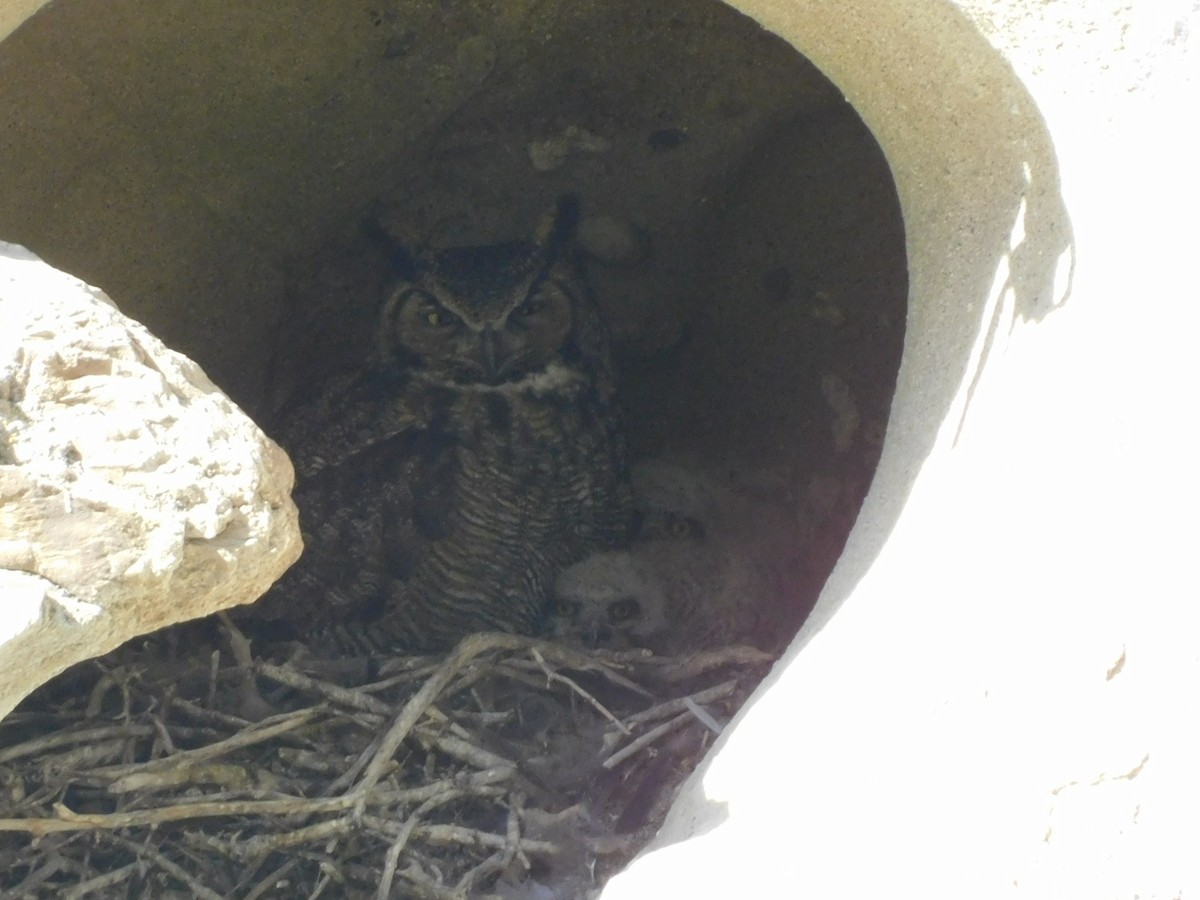 Great Horned Owl - ML328356911
