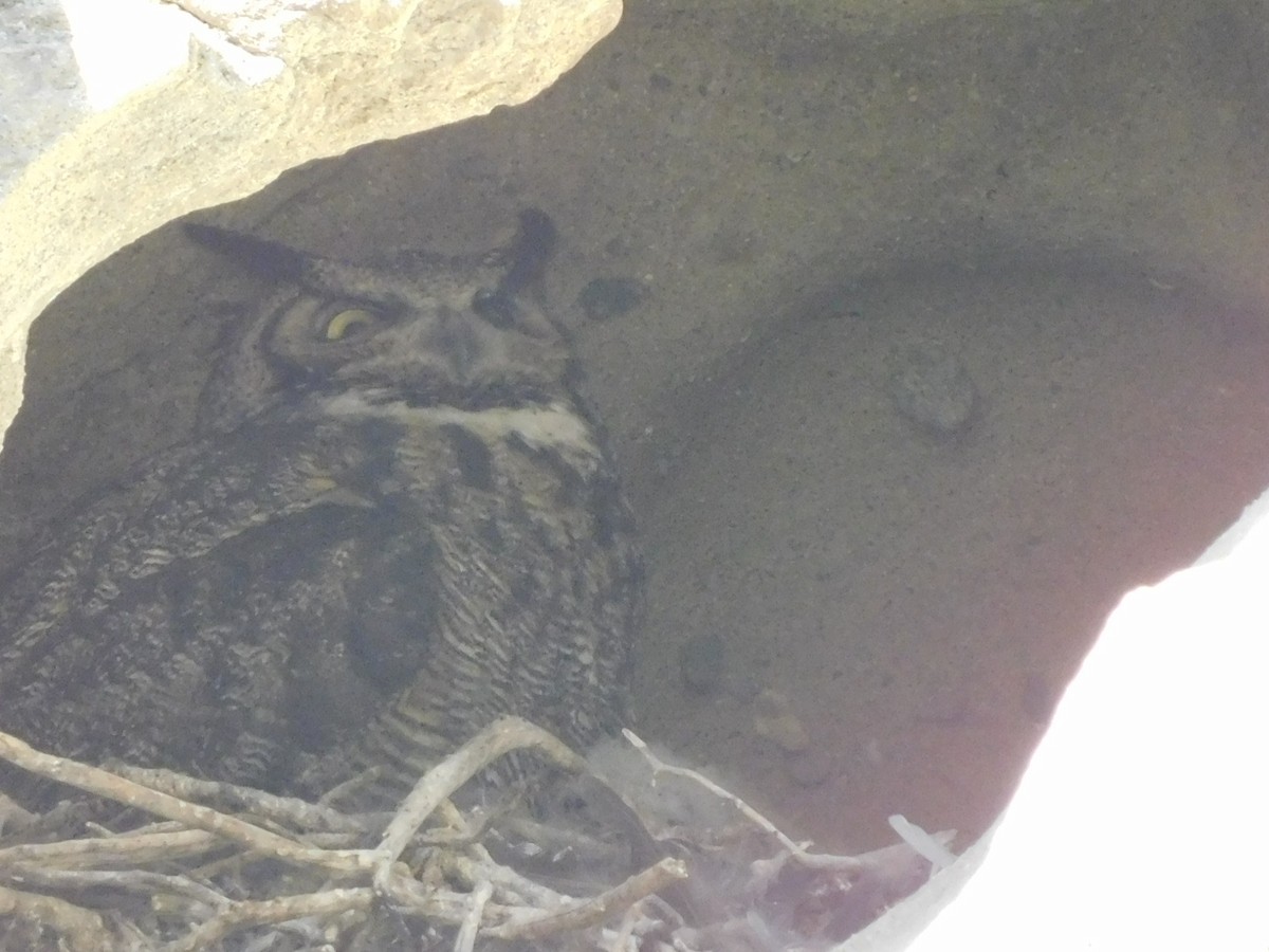 Great Horned Owl - ML328356931