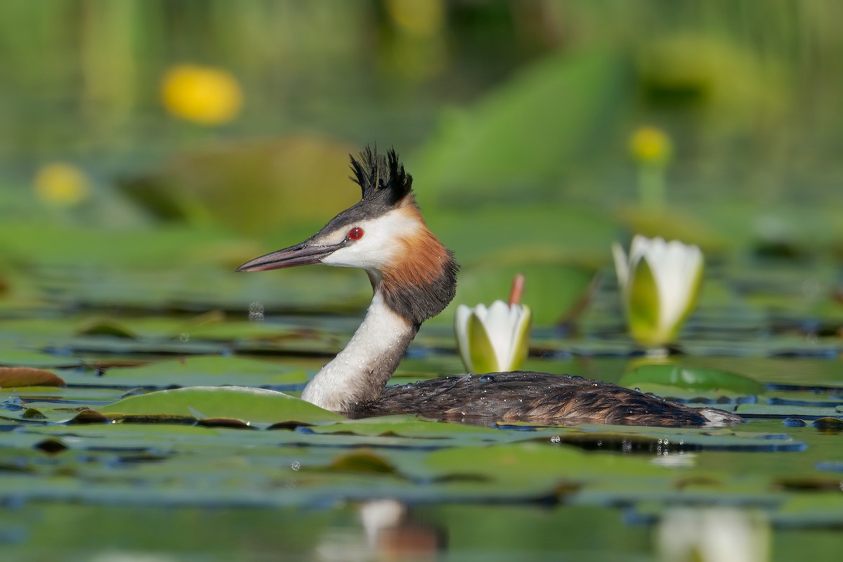 Great Crested Grebe - ML328357731