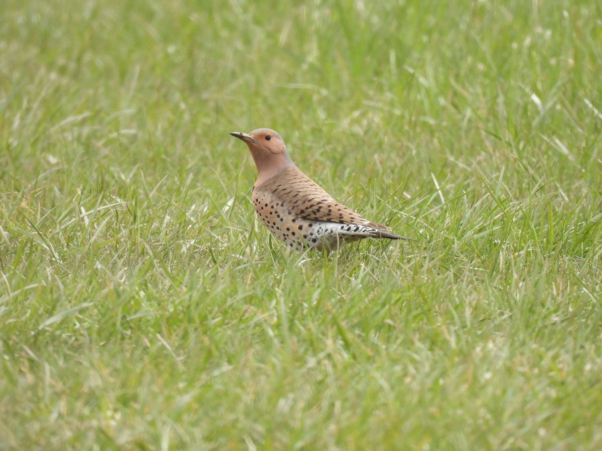 Northern Flicker (Yellow-shafted) - ML328360361