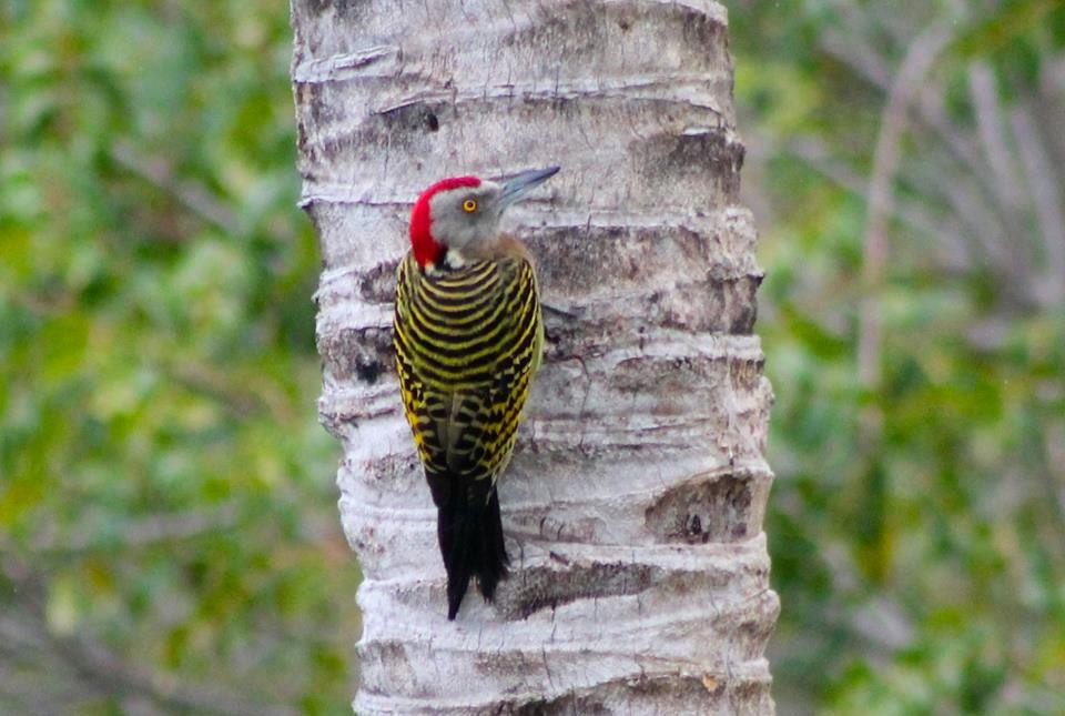 Hispaniolan Woodpecker - ML328360631