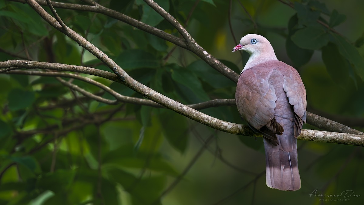 Mountain Imperial-Pigeon - ML328360841
