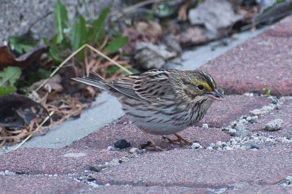 Savannah Sparrow - ML328363861