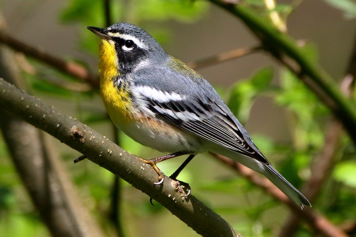 Northern Parula x Yellow-throated Warbler (hybrid) - John Manger