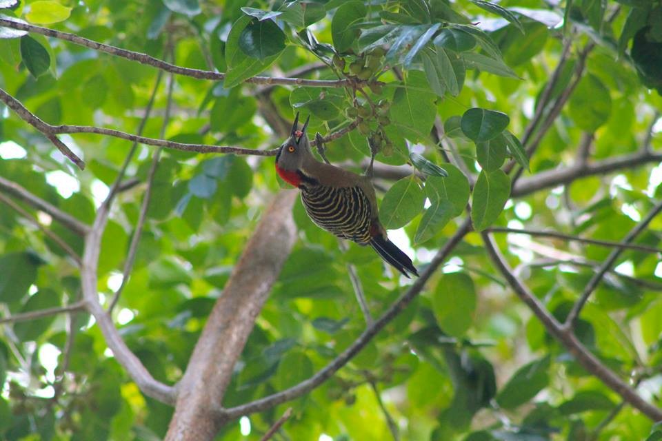 Hispaniolan Woodpecker - ML328365921