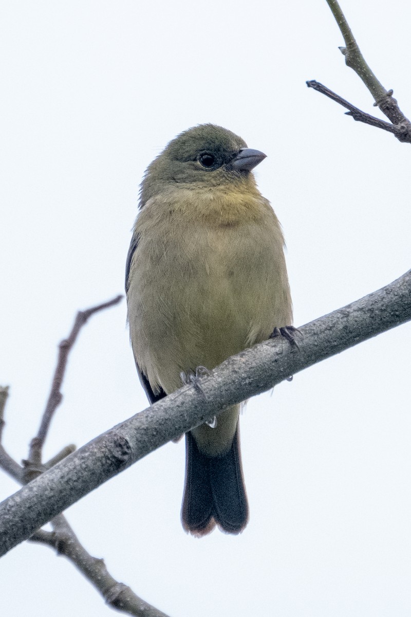 Painted Bunting - ML328368351