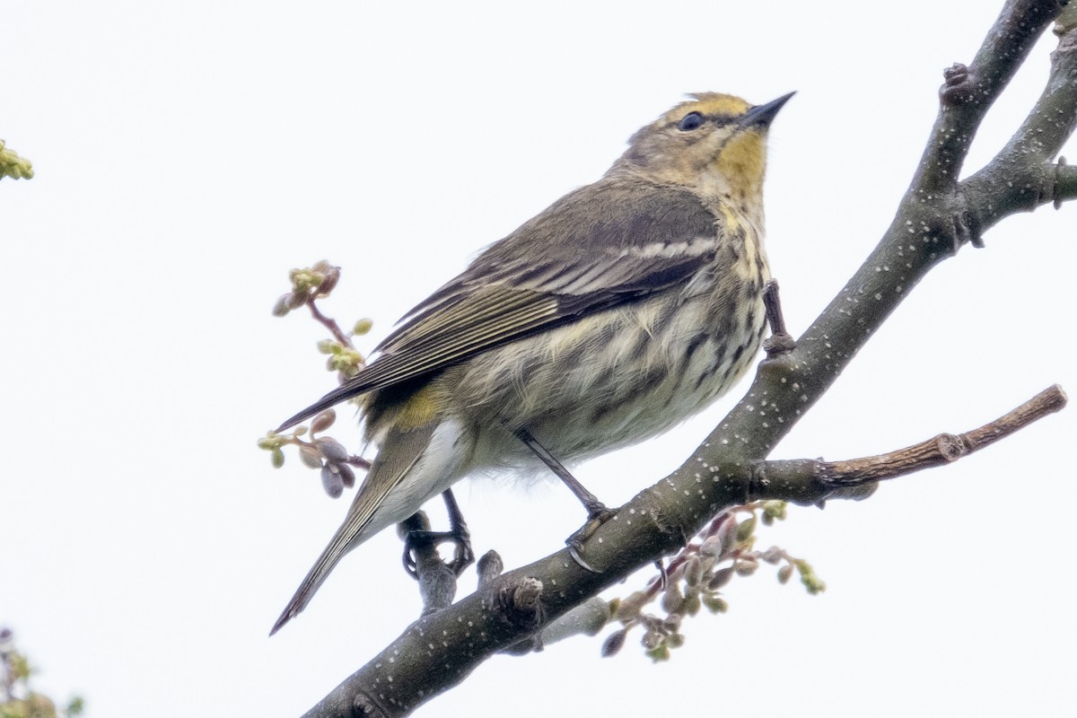 Cape May Warbler - ML328368741