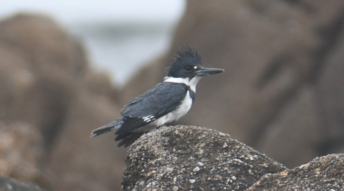 Belted Kingfisher - Michele Suzann