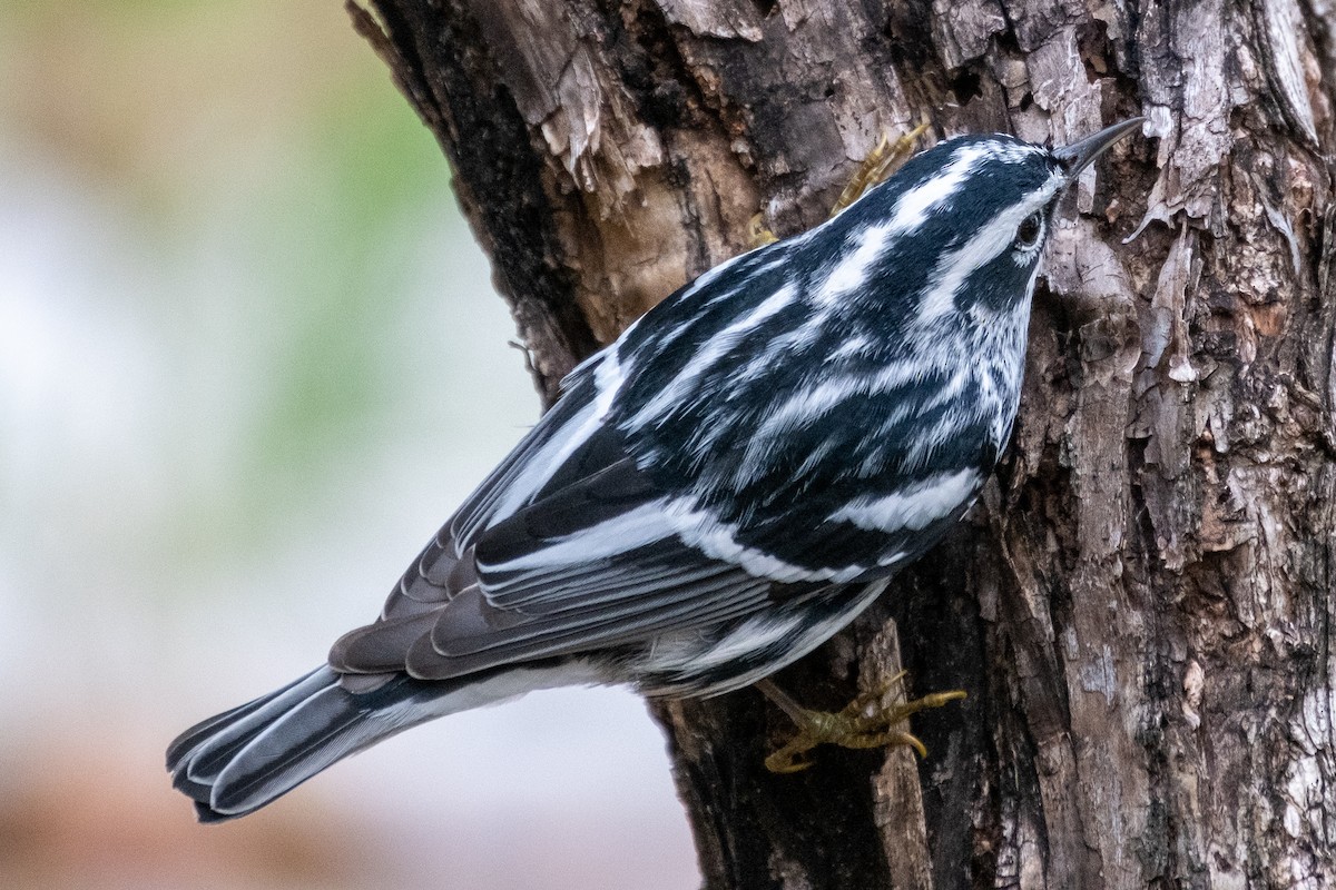 Black-and-white Warbler - ML328368961