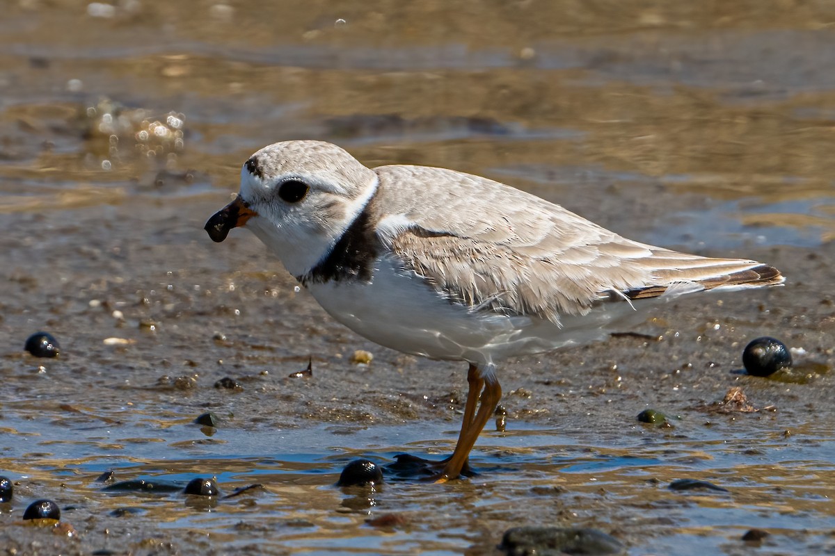 Piping Plover - ML328372551